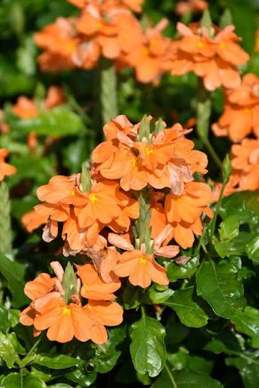 Orange Marmalade Crossandra flowers blooming on glossy green foliage
