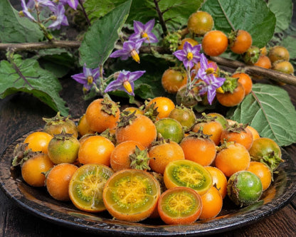Orange Naranjilla fruit growing on a tropical Solanum quitoense plant