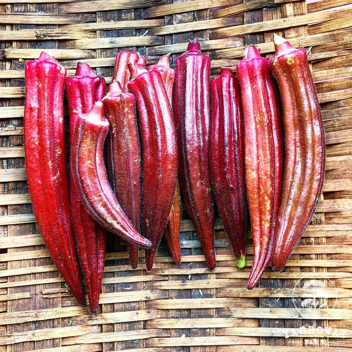 Orange Okra Seeds
