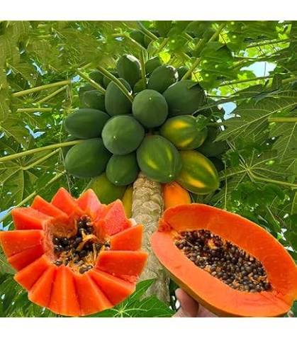 Orange Papaya Fruit Seeds for Planting – Tropical Garden Seeds