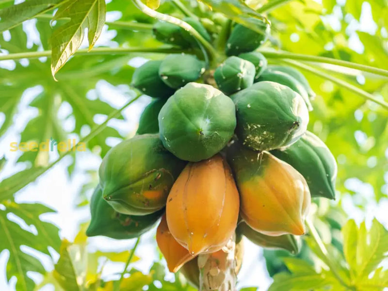 Orange Papaya Fruit Seeds for Planting – Tropical Garden Seeds
