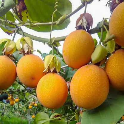 orange passion fruit seeds