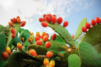 Orange Prickly Pear Cactus Seeds for Planting – Heirloom Non-GMO Garden Seeds