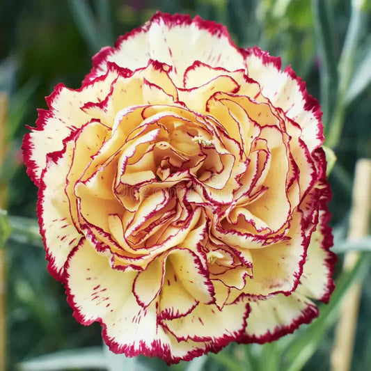 Yellow Purple flower seeds