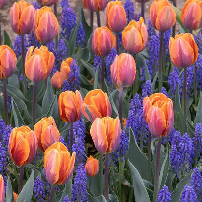 Orange Purple flower seeds