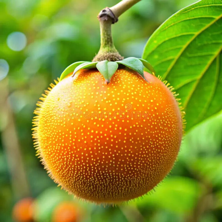 Orange Naranjilla fruit growing on a tropical Solanum quitoense plant