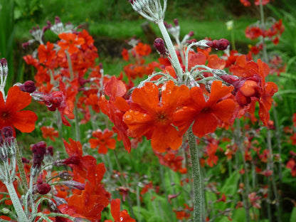 Cockburniana Flower Seeds with bright orange-red Primula cockburniana flowers