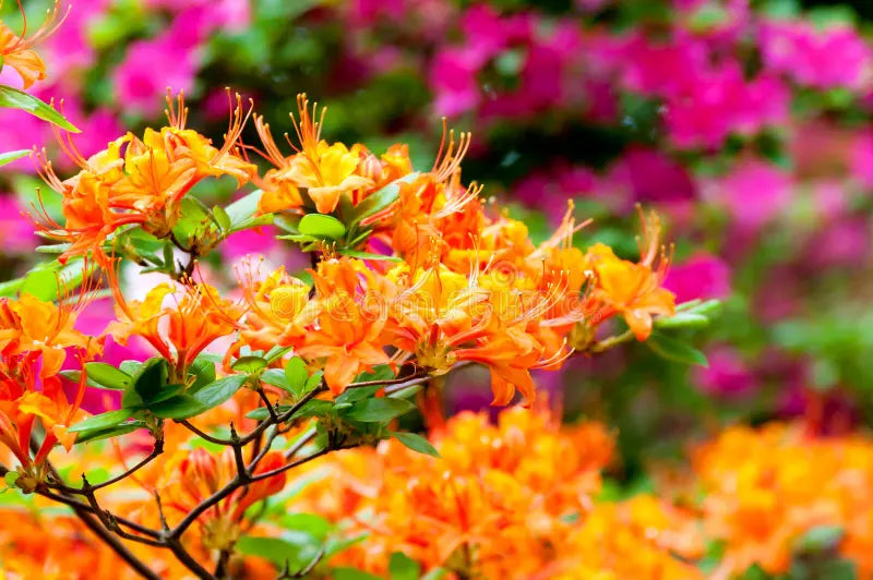Multicolour Rhododendron flower seeds