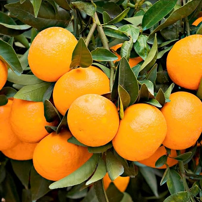 Orange Citrus sinensis Fruit Seeds for Planting – Heirloom Non-GMO Citrus Garden Seeds