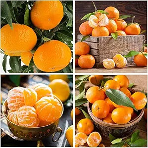 orange citrus seeds