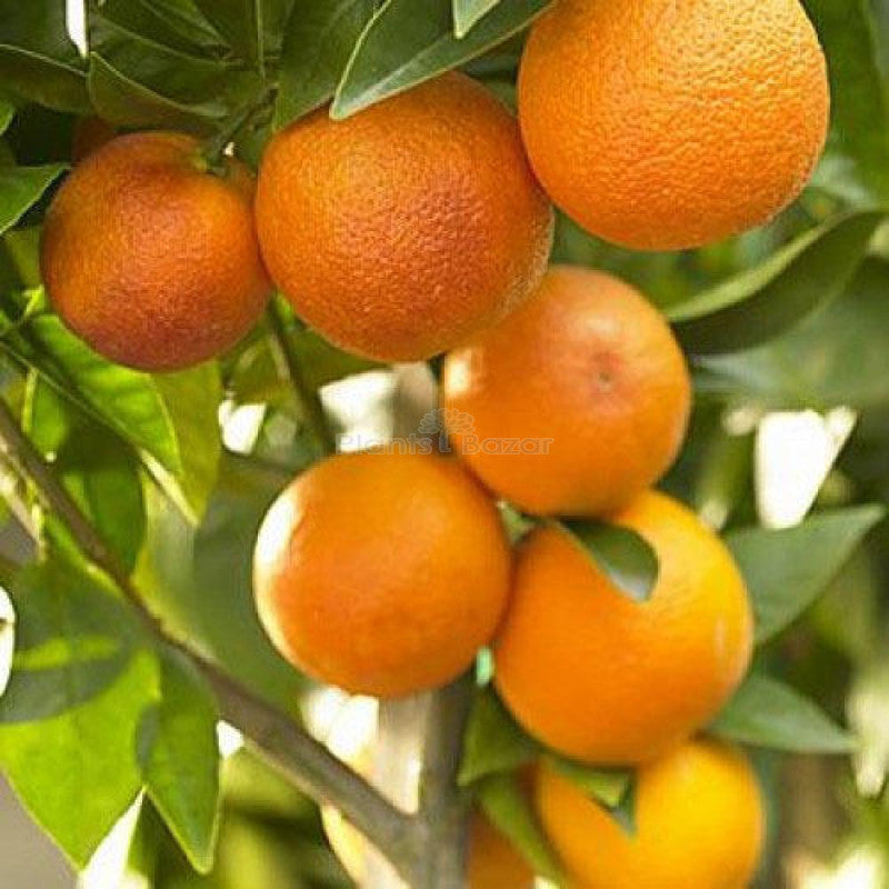 orange fruit seeds