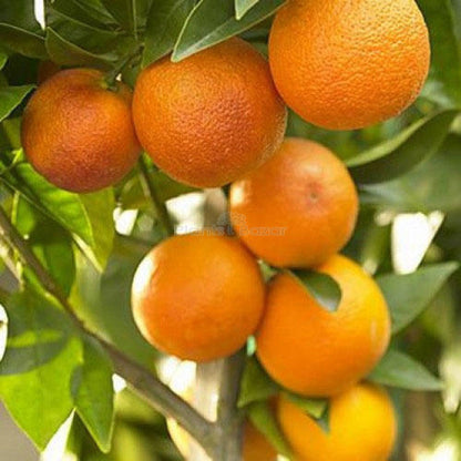 orange fruit seeds