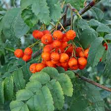 Orange Sorbus Fruit Seeds for Planting – Heirloom Non-GMO Garden Seeds