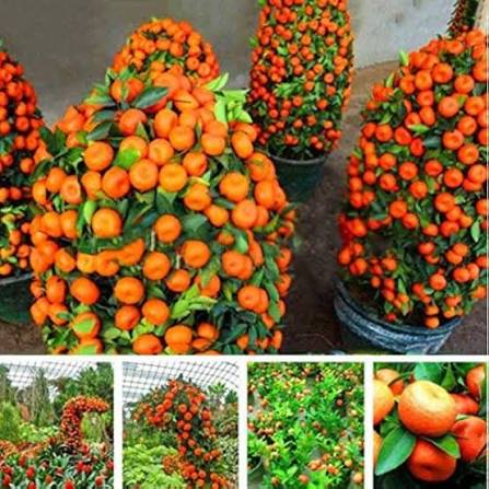 Orange Sorbus Fruit Seeds for Planting – Heirloom Non-GMO Garden Seeds