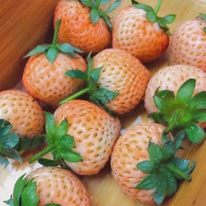 Orange strawberries growing on healthy green strawberry plants in a home garden