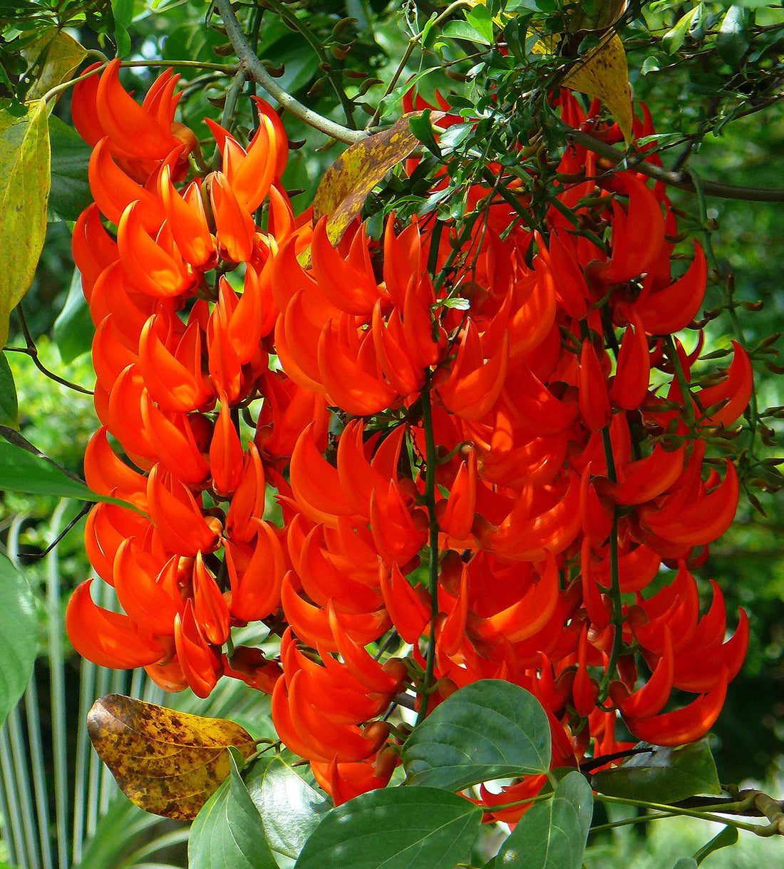 Orange Strongylodon flower seeds