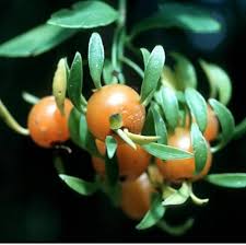 Orange Thorn Fruit Seeds for Planting featuring an evergreen Pittosporum multiflorum shrub with glossy green foliage, thorny branches, and bright orange fruits