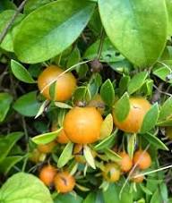 Orange Thorn Fruit Seeds for Planting featuring an evergreen Pittosporum multiflorum shrub with glossy green foliage, thorny branches, and bright orange fruits