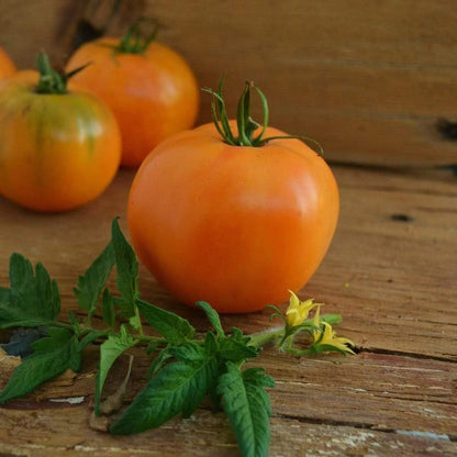 Orange Tomato Seeds