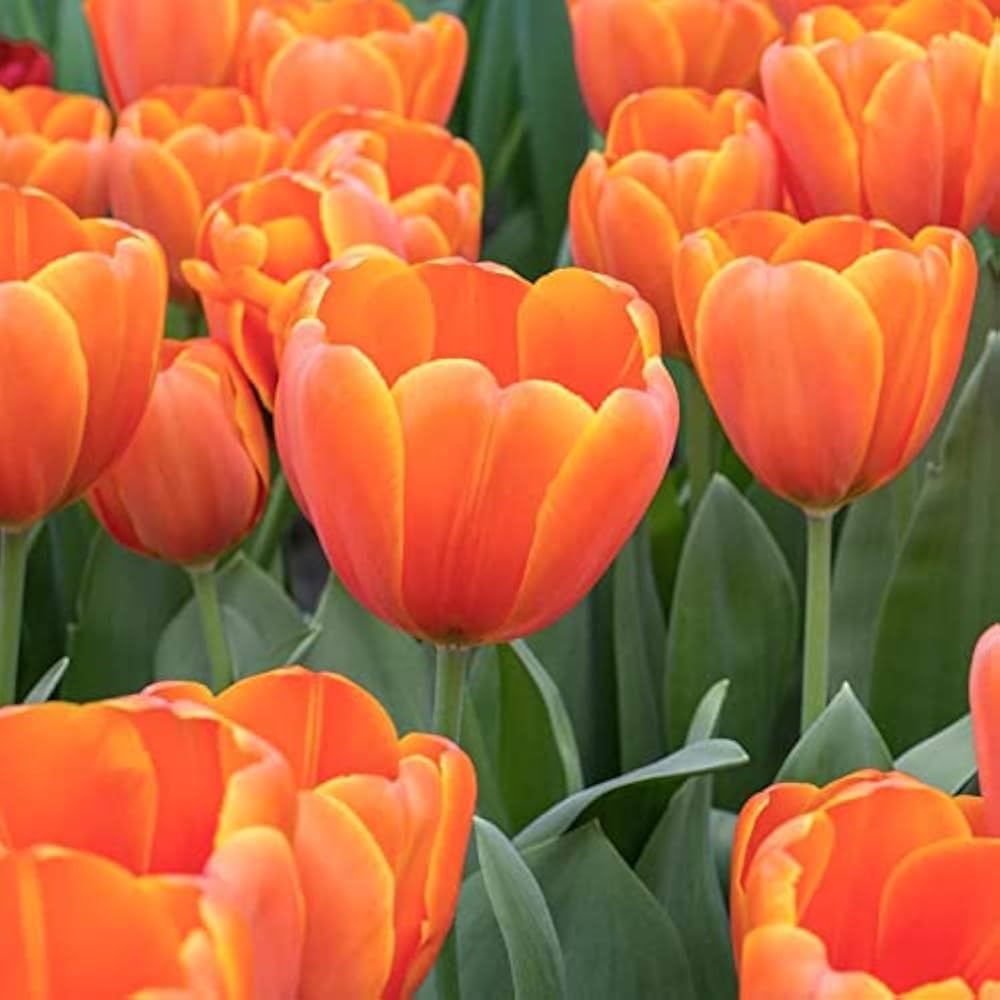 Orange Tulip flower seeds