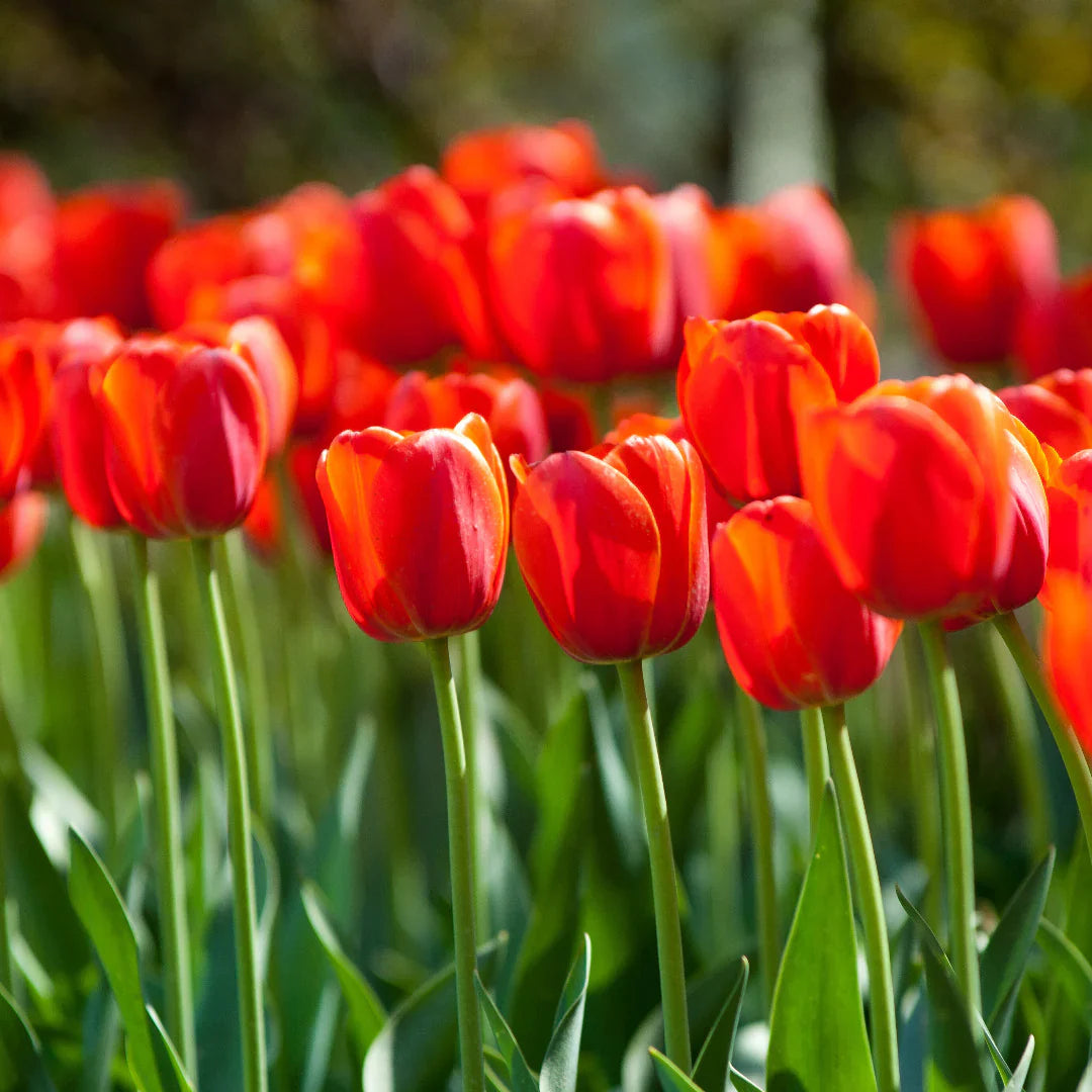 Orange Tulip flower seeds