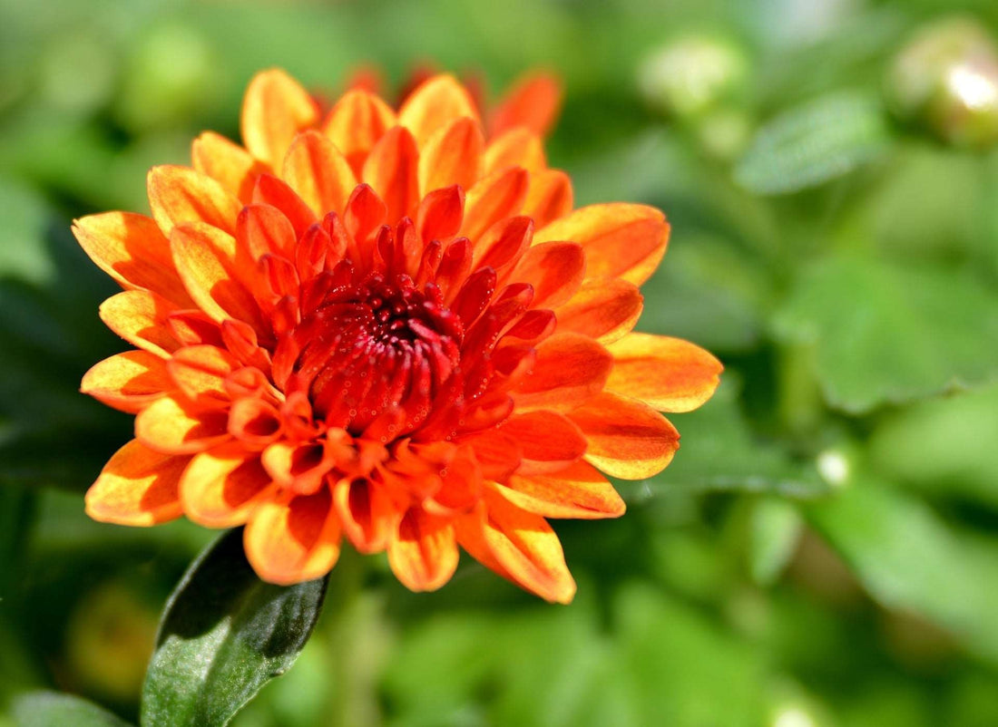 Orange Yellow Chrysanthemum Growing in Garden Container