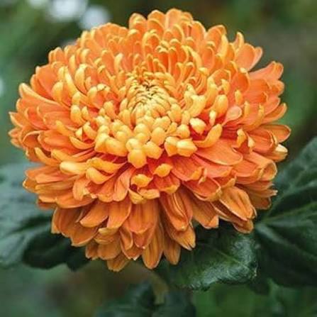 Yellow Chrysanthemum Growing in Garden Container