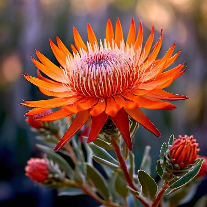 Orange protea plant