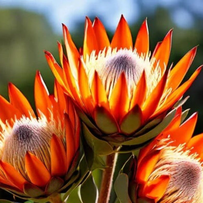 Orange protea plant