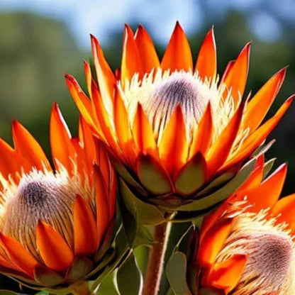 Orange protea plant