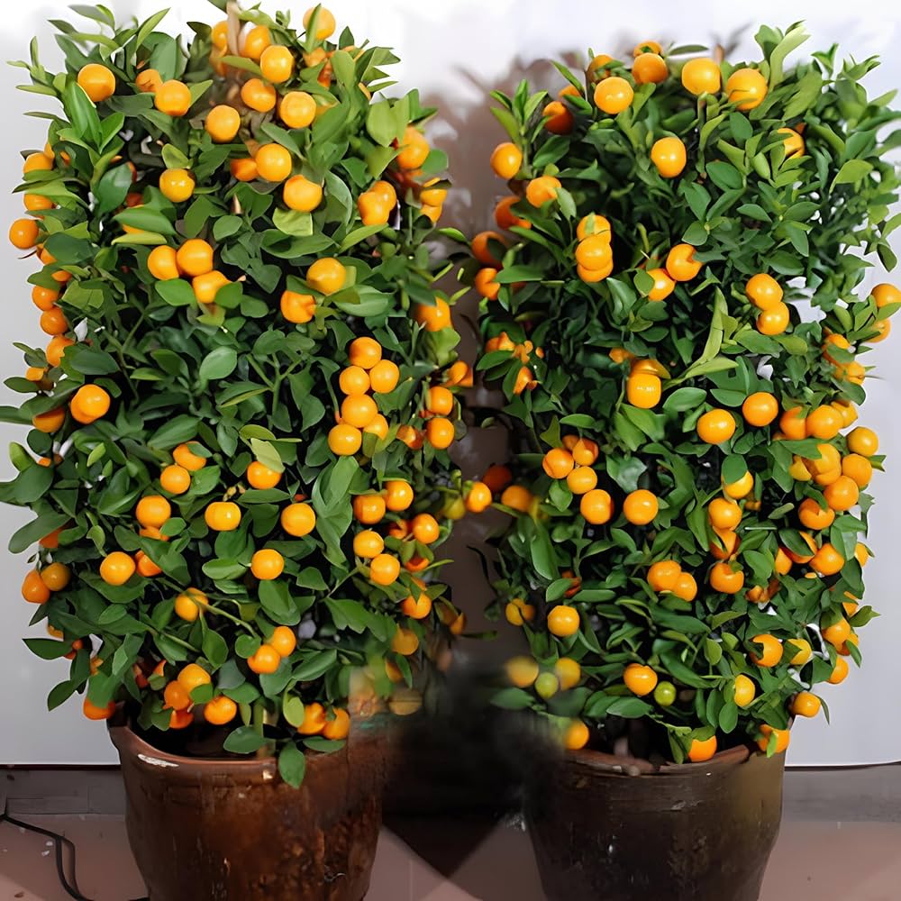 orange citrus seeds