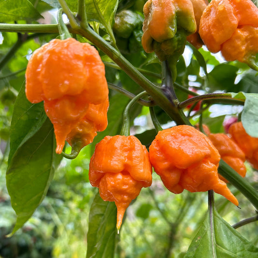Trinidad Moruga Scorpion Pepper Seeds