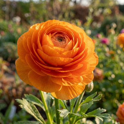 Persian Buttercup Flower Seeds for Planting – Heirloom Non-GMO Garden Seeds
