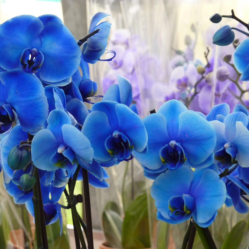 Deep Blue flower seeds