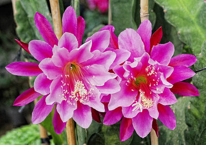 Epiphyllum orchid flower seeds and mature orchid cactus with exotic flowering stems