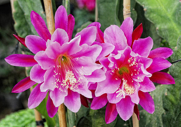 Epiphyllum orchid flower seeds and mature orchid cactus with exotic flowering stems