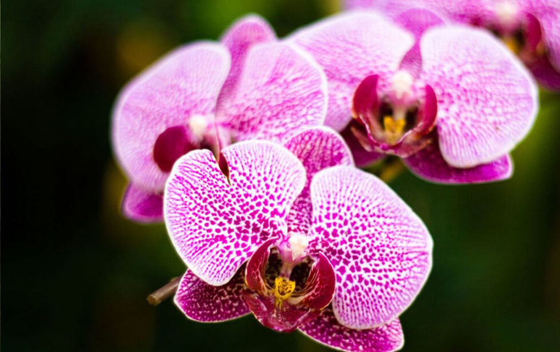 Phalaenopsis Orchid flower seeds