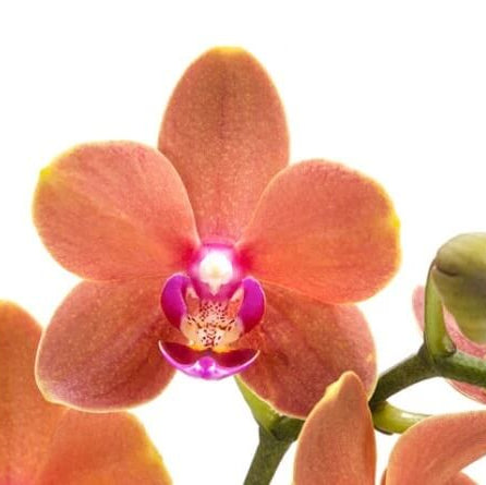 Pink Phalaenopsis Orchid plant