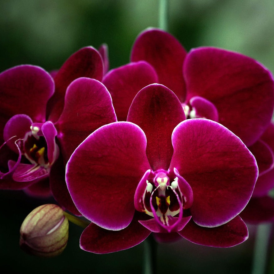 Maroon Phalaenopsis flower seeds