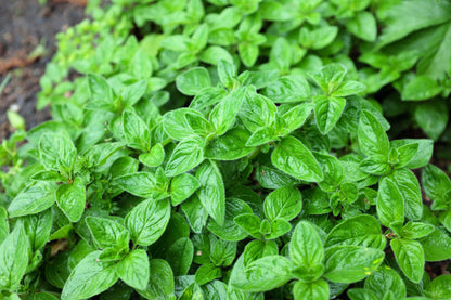Oregano Herb Seeds for Planting – Heirloom Non-GMO Garden Seeds