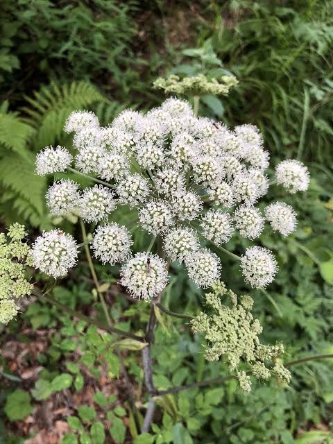 Oregon Coast Angelica (Angelica hendersonii) showing divided green foliage, sturdy flowering stems, and clusters of small white flowers in a coastal native plant habitat.