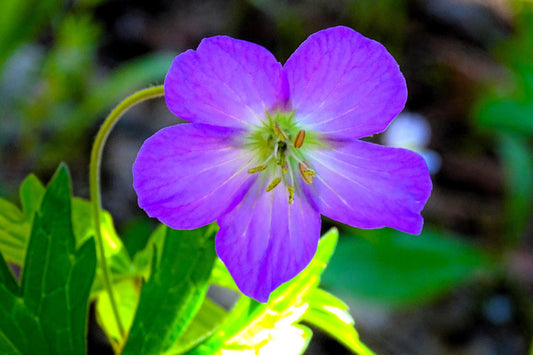 Oregon Geranium Flower Seeds for Planting – Heirloom Non-GMO Garden Seeds
