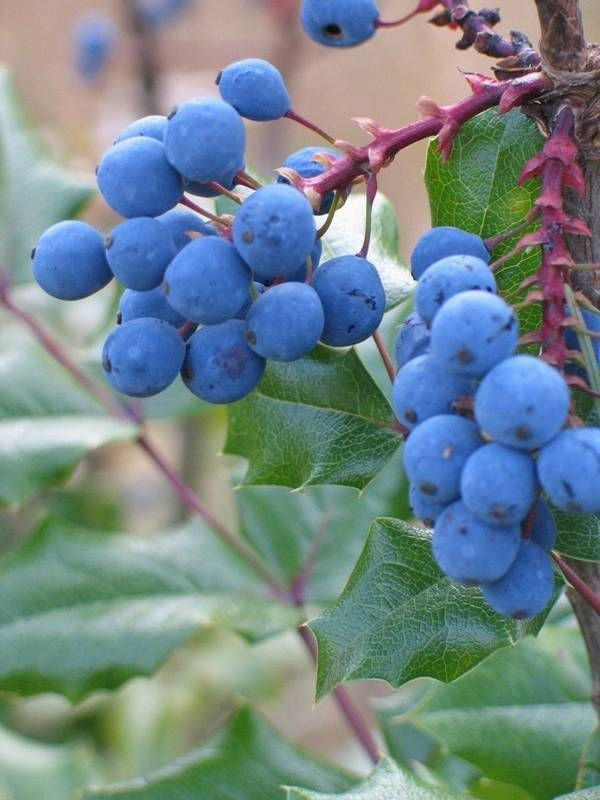 Oregon Grape Fruit Seeds for Planting – Heirloom Non-GMO Garden Seeds