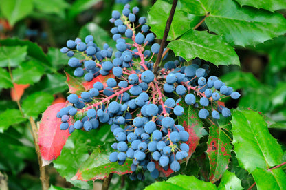 Oregon Grape Fruit Seeds for Planting – Heirloom Non-GMO Garden Seeds