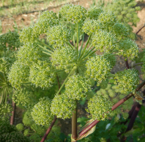 Graines d'angélique à planter – Semences potagères anciennes sans OGM