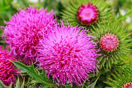 Blessed Milk Thistle Herb Seeds for Planting – Heirloom Non-GMO Garden Seeds