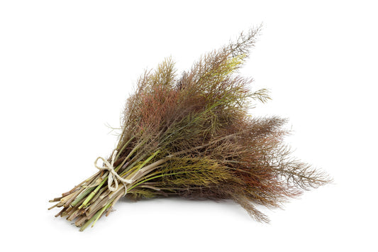 Bronze Fennel Herb Seeds for Planting – Heirloom Non-GMO Garden Seeds