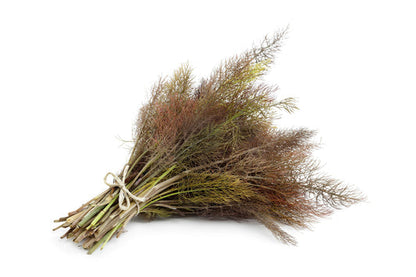 Bronze Fennel Herb Seeds for Planting – Heirloom Non-GMO Garden Seeds