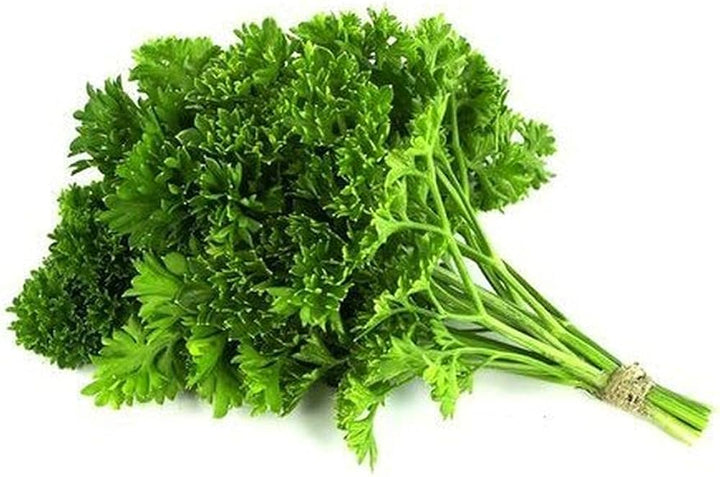 Coriander Herb Seeds for Planting – Heirloom Non-GMO Garden Seeds