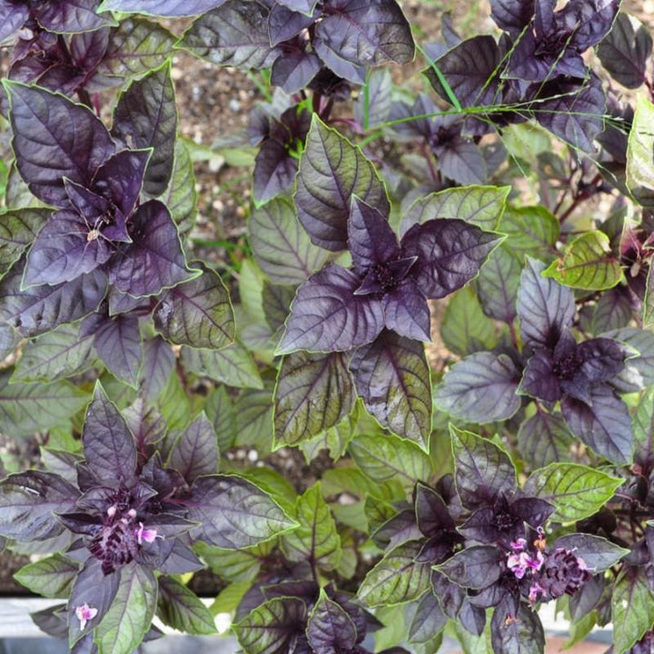 Corsican Basil Herb Seeds for Planting – Heirloom Non-GMO Garden Seeds